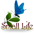 Small Life